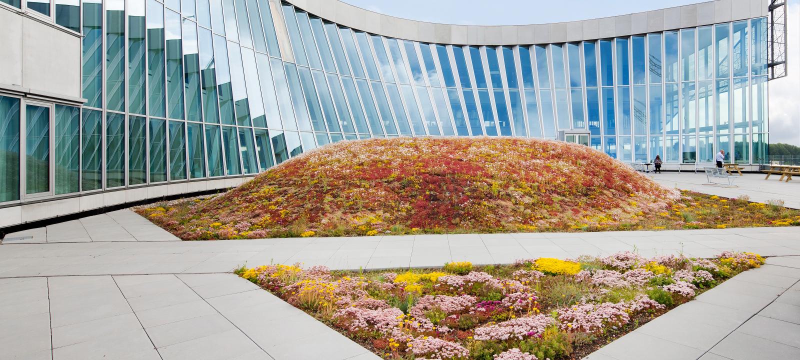 Roof garden with sedum plants